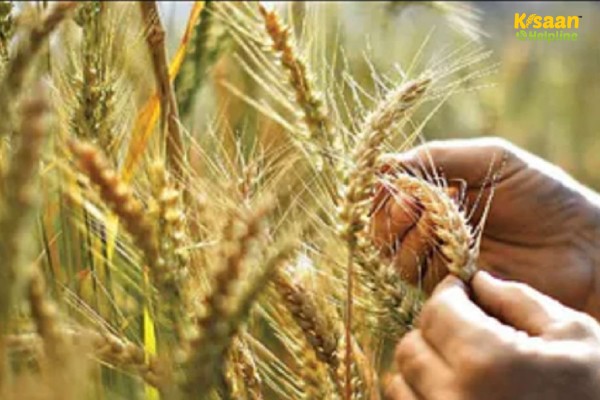 Effect of sowing methods and moisture regimes on productivity of timely and late sown varieties of wheat (Triticum aestivum L)